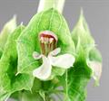 Molucca balmis,Shell flower,Irish green bells,Smooth molucca balm
